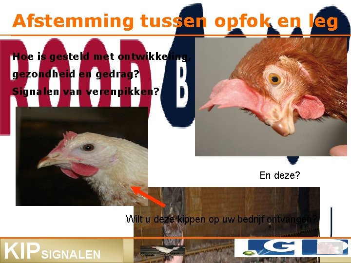 Afstemming tussen opfok en leg Hoe is gesteld met ontwikkeling, gezondheid en gedrag? Signalen