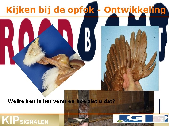 Kijken bij de opfok - Ontwikkeling Welke hen is het verst en hoe ziet