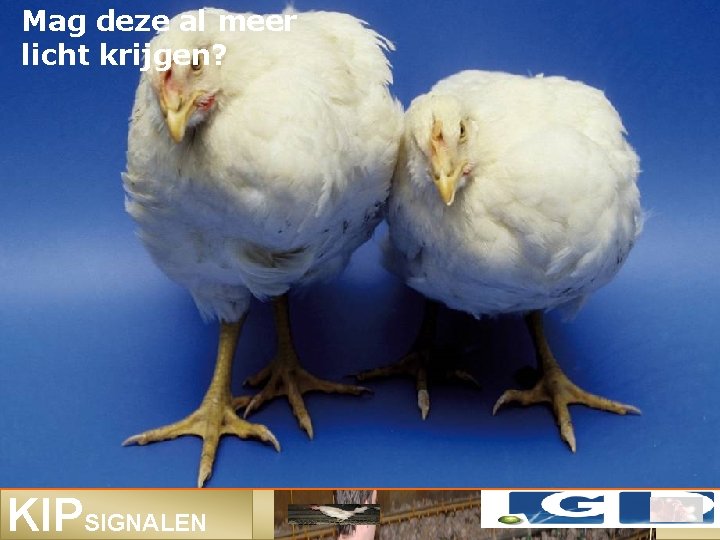 Mag deze al meer licht krijgen? KIPSIGNALEN 