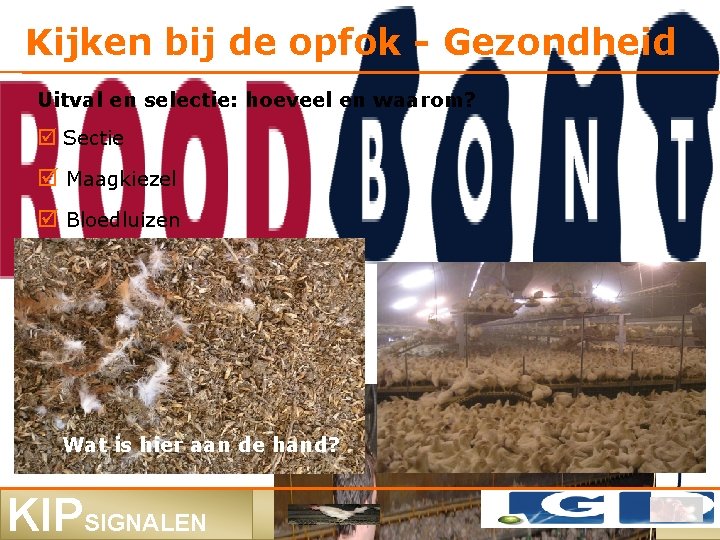 Kijken bij de opfok - Gezondheid Uitval en selectie: hoeveel en waarom? Sectie Maagkiezel