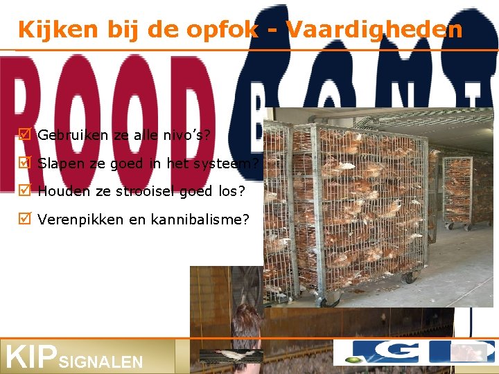 Kijken bij de opfok - Vaardigheden Gebruiken ze alle nivo’s? Slapen ze goed in
