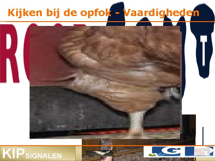 Kijken bij de opfok - Vaardigheden KIPSIGNALEN 