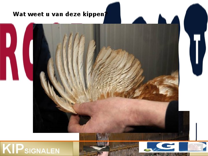 Wat weet u van deze kippen? KIPSIGNALEN 