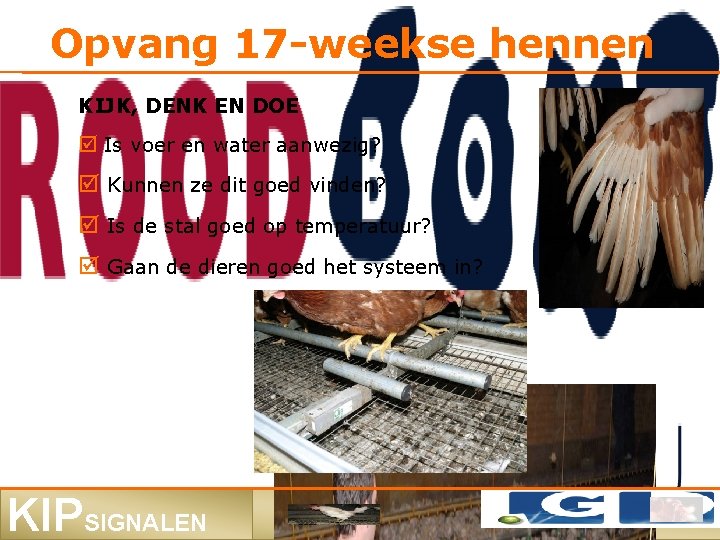 Opvang 17 -weekse hennen KIJK, DENK EN DOE Is voer en water aanwezig? Kunnen