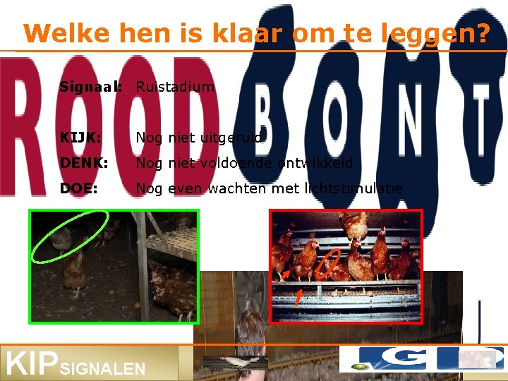 Welke hen is klaar om te leggen? Signaal: Ruistadium KIJK: Nog niet uitgeruid DENK:
