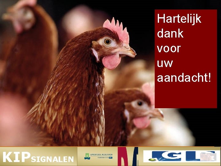 Hartelijk dank voor uw aandacht! KIPSIGNALEN 