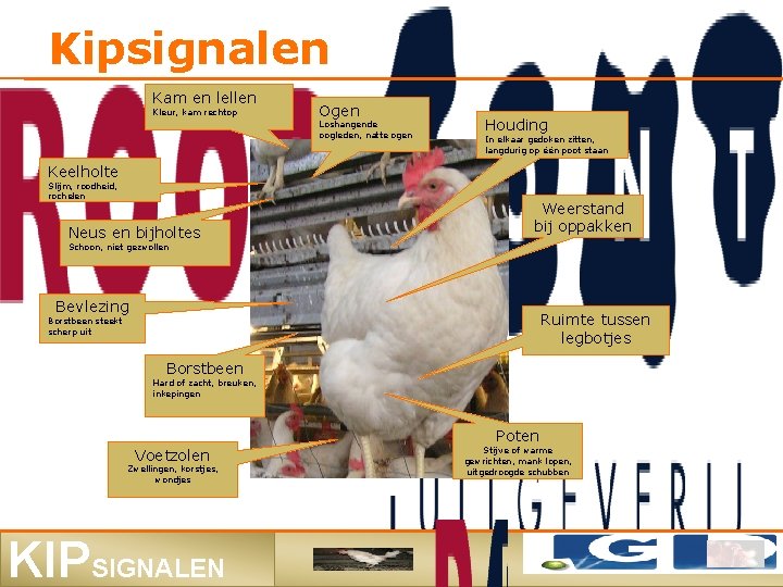 Kipsignalen Kam en lellen Kleur, kam rechtop Ogen Loshangende oogleden, natte ogen Houding In