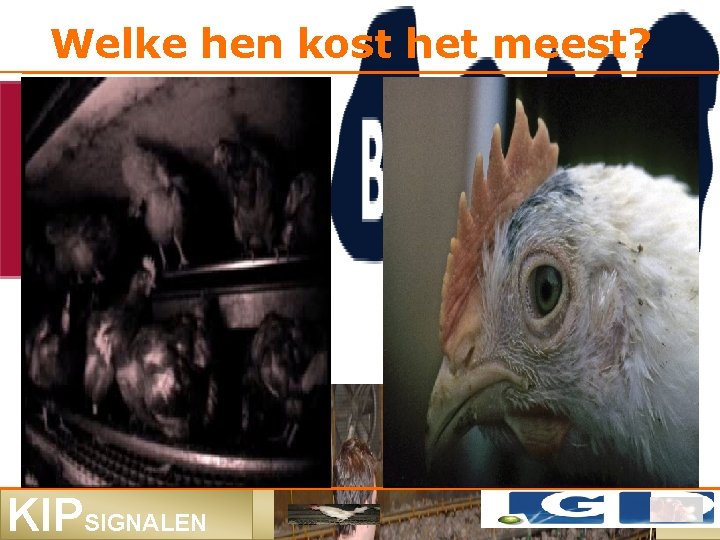 Welke hen kost het meest? KIPSIGNALEN 