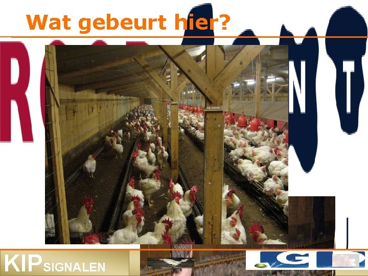 Wat gebeurt hier? KIPSIGNALEN 