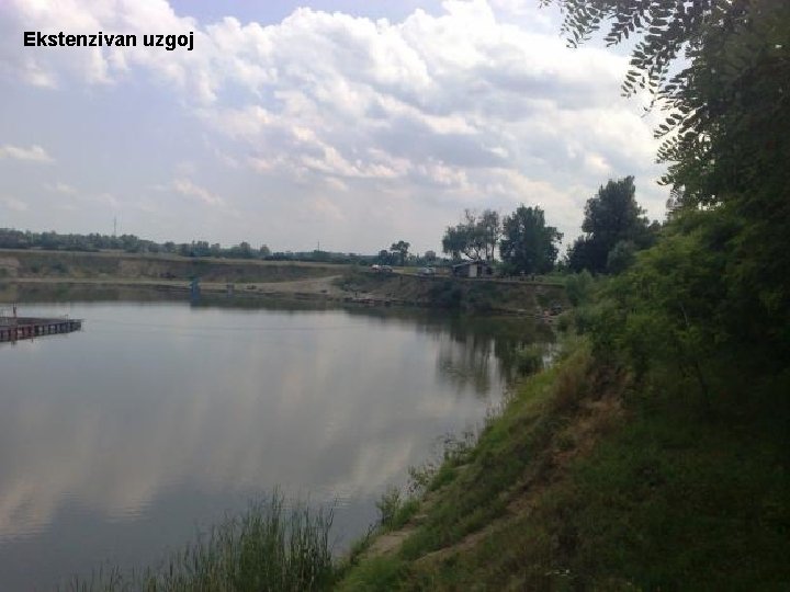 Ekstenzivan uzgoj 