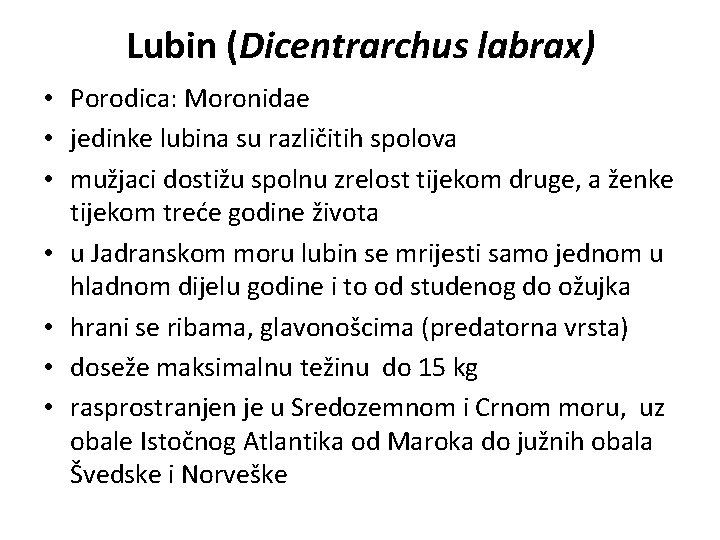 Lubin (Dicentrarchus labrax) • Porodica: Moronidae • jedinke lubina su različitih spolova • mužjaci