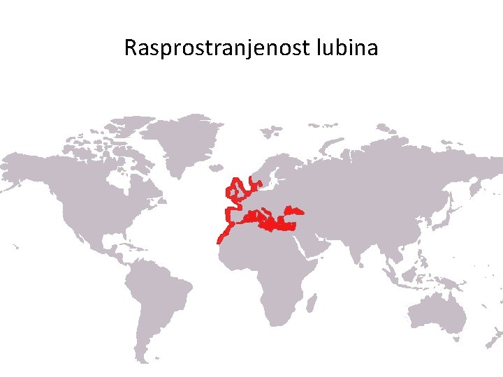 Rasprostranjenost lubina 