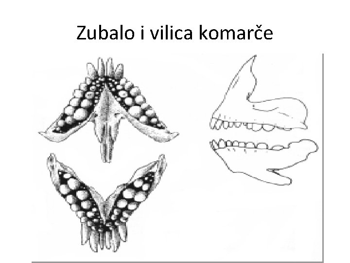 Zubalo i vilica komarče 