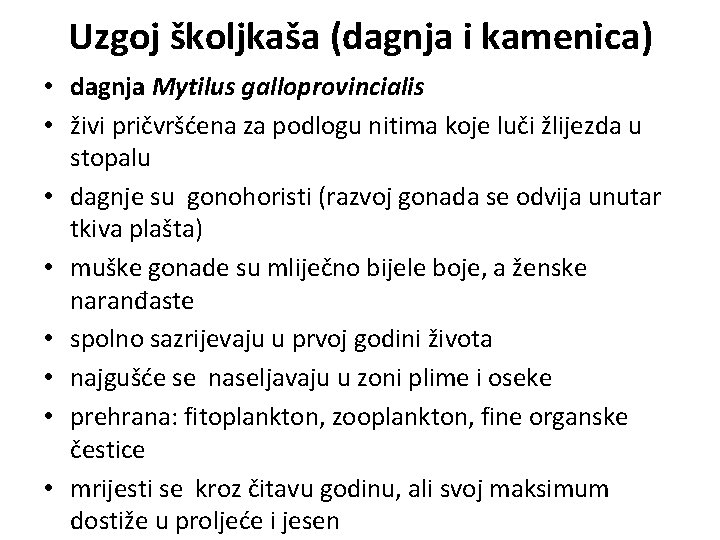 Uzgoj školjkaša (dagnja i kamenica) • dagnja Mytilus galloprovincialis • živi pričvršćena za podlogu