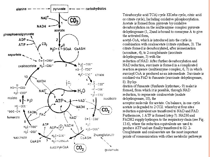 Tricarboxylic acid TCA) cycle KKrebs cycle, citric acid or citrate cycle), Including oxidative pilosploorylation.