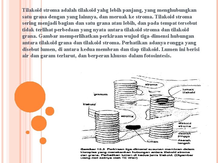 Tilakoid stroma adalah tilakoid yahg lebih panjang, yang menghubungkan satu grana dengan yang lainnya,