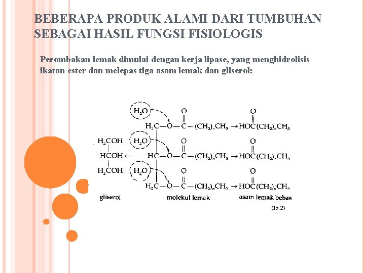 BEBERAPA PRODUK ALAMI DARI TUMBUHAN SEBAGAI HASIL FUNGSI FISIOLOGIS Perombakan lemak dimulai dengan kerja