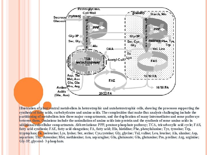 Illustration of plant central metabolism in heterotrophic and autoheterotrophic cells, showing the processes supporting