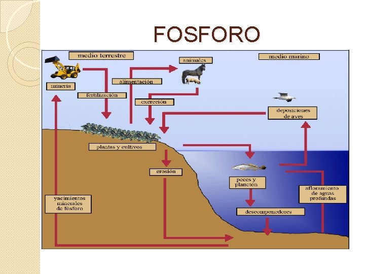 FOSFORO 