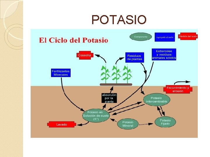 POTASIO 