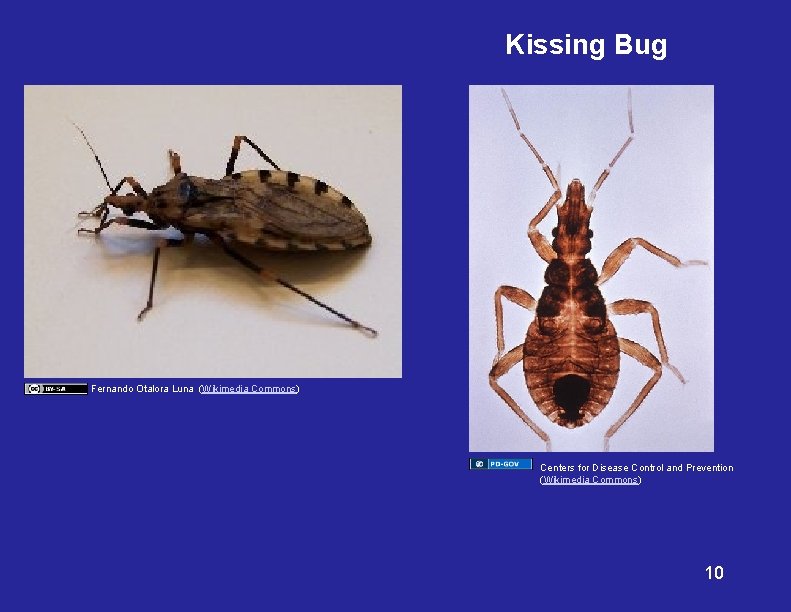 Kissing Bug Fernando Otalora Luna (Wikimedia Commons) Centers for Disease Control and Prevention (Wikimedia