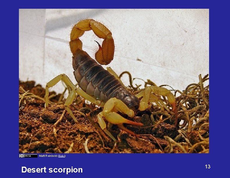 Matt Reinbold (flickr) Desert scorpion 13 