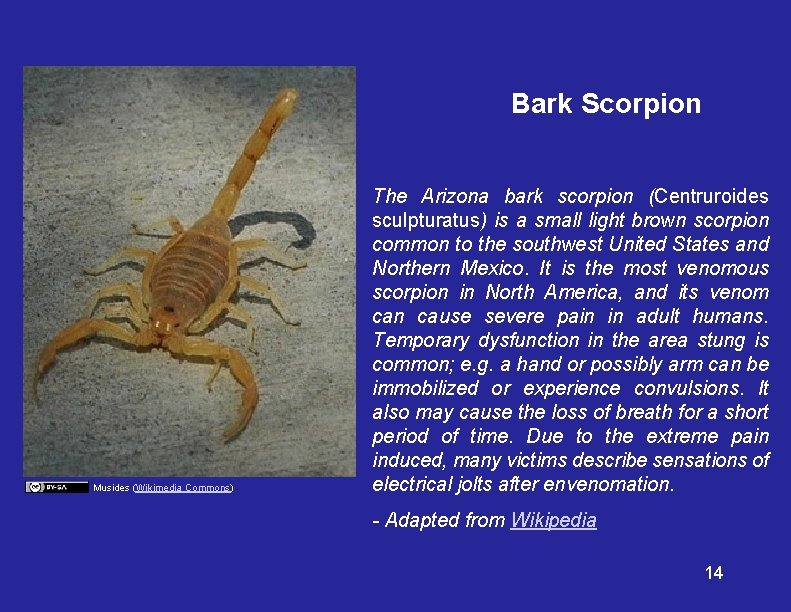 Bark Scorpion Musides (Wikimedia Commons) The Arizona bark scorpion (Centruroides sculpturatus) is a small