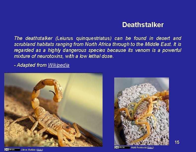 Deathstalker The deathstalker (Leiurus quinquestriatus) can be found in desert and scrubland habitats ranging