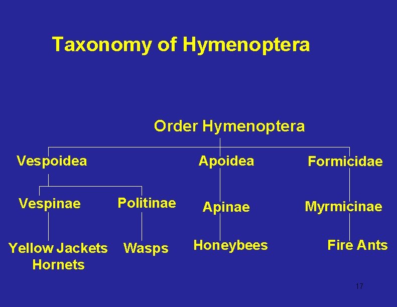 Taxonomy of Hymenoptera Order Hymenoptera Vespoidea Vespinae Yellow Jackets Hornets Politinae Wasps Apoidea Formicidae