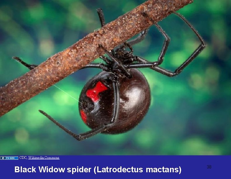 CDC, Wikimedia Commons Black Widow spider (Latrodectus mactans) 38 