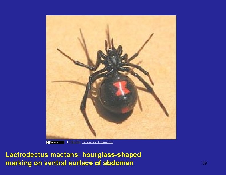 Pollinator, Wikimedia Commons Lactrodectus mactans: hourglass-shaped marking on ventral surface of abdomen 39 