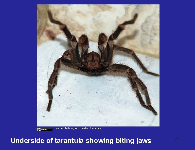 Sascha Grabow, Wikimedia Commons Underside of tarantula showing biting jaws 43 