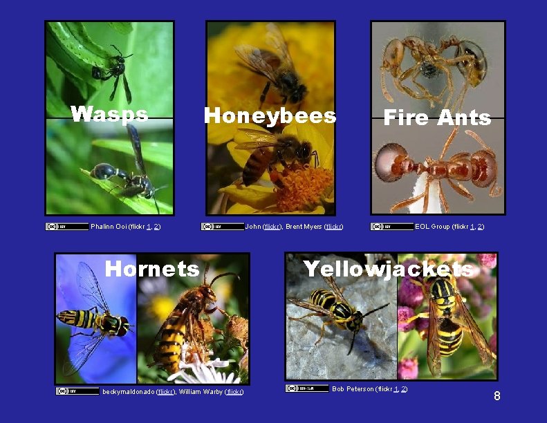 Wasps Honeybees Phalinn Ooi (flickr 1, 2) Hornets beckymaldonado (flickr), William Warby (flickr) Fire