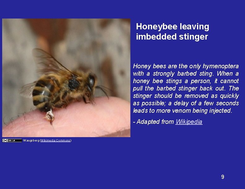 Honeybee leaving imbedded stinger Honey bees are the only hymenoptera with a strongly barbed