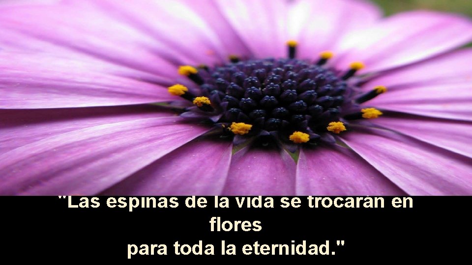 "Las espinas de la vida se trocarán en flores para toda la eternidad. "