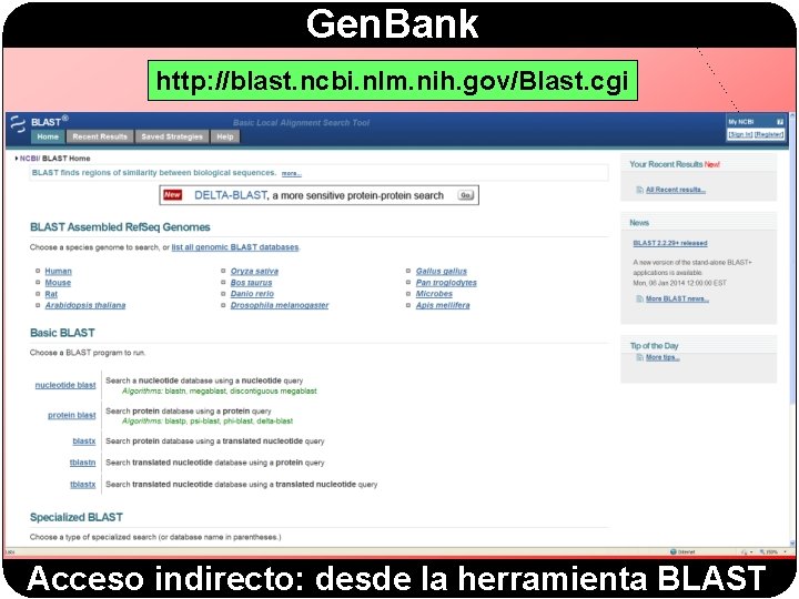 Gen. Bank http: //blast. ncbi. nlm. nih. gov/Blast. cgi Acceso indirecto: desde la herramienta