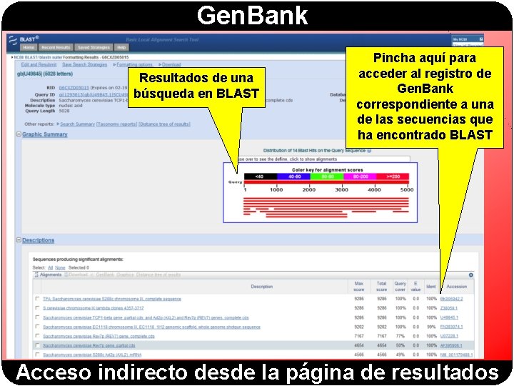 Gen. Bank Resultados de una búsqueda en BLAST Pincha aquí para acceder al registro