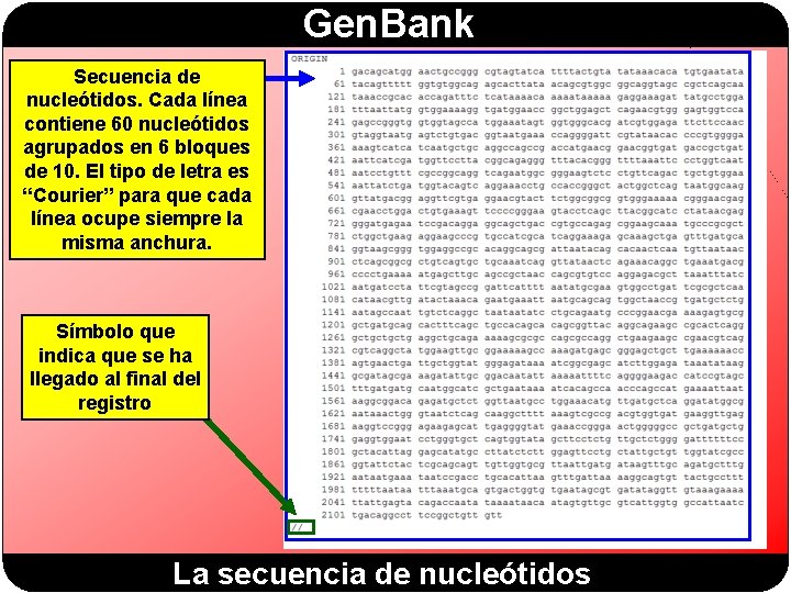 Gen. Bank Secuencia de nucleótidos. Cada línea contiene 60 nucleótidos agrupados en 6 bloques