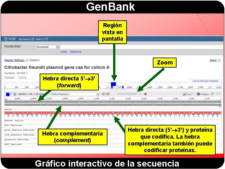 Gen. Bank Región vista en pantalla Zoom Hebra directa 5’ 3’ (forward) Hebra complementaria