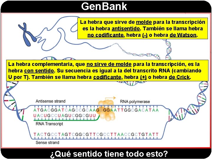 Gen. Bank La hebra que sirve de molde para la transcripción es la hebra