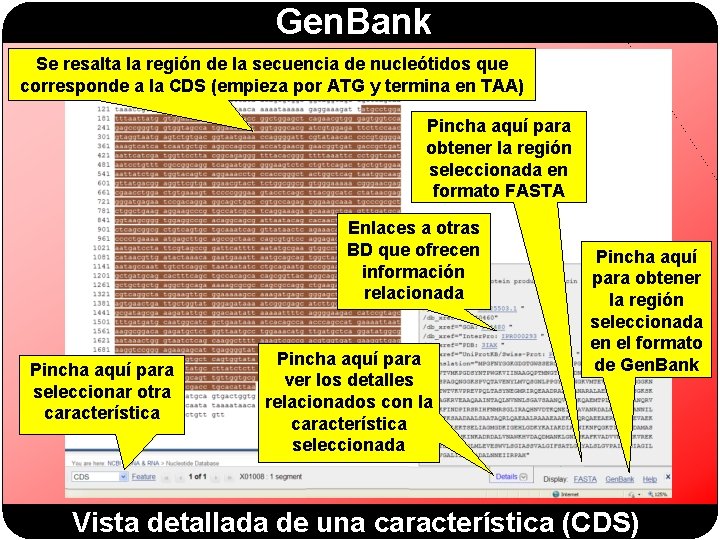 Gen. Bank Se resalta la región de la secuencia de nucleótidos que corresponde a