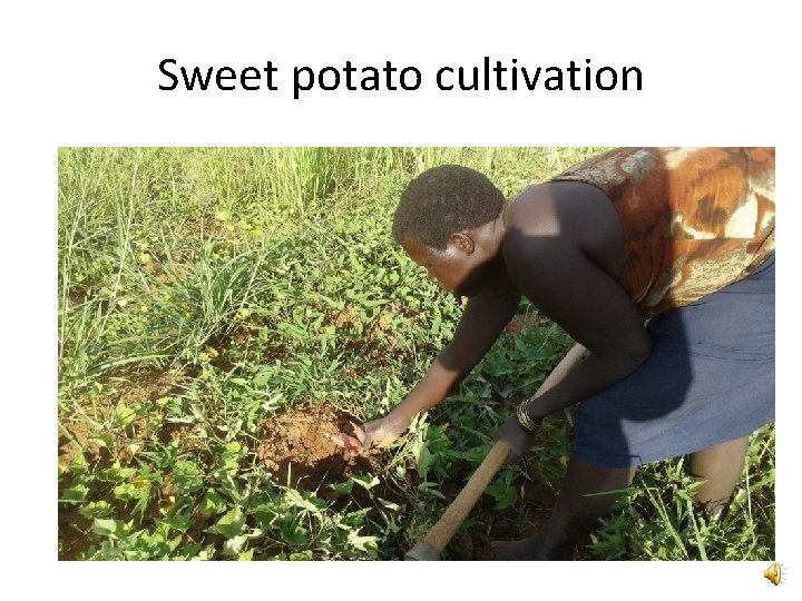 Sweet potato cultivation 