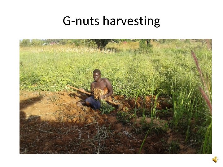 G-nuts harvesting 