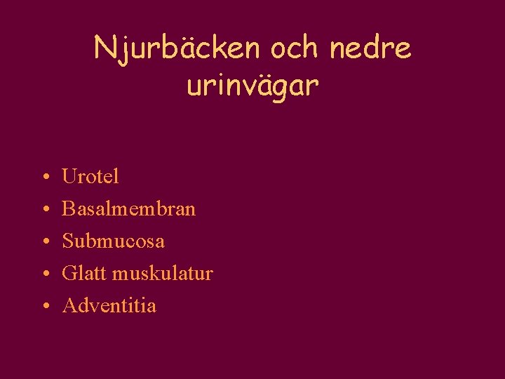 Njurbäcken och nedre urinvägar • • • Urotel Basalmembran Submucosa Glatt muskulatur Adventitia 