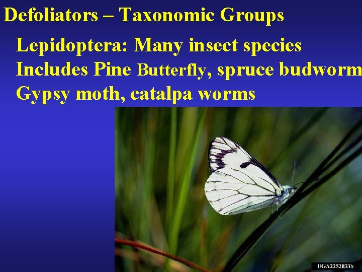Defoliators – Taxonomic Groups Lepidoptera: Many insect species Includes Pine Butterfly, spruce budworm Gypsy