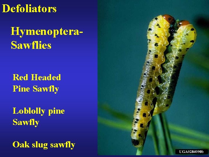 Defoliators Hymenoptera. Sawflies Red Headed Pine Sawfly Loblolly pine Sawfly Oak slug sawfly 