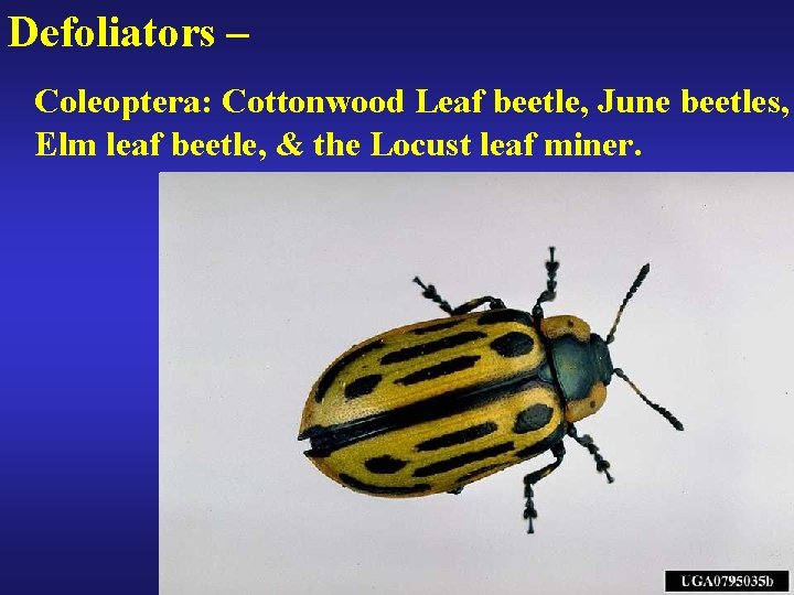 Defoliators – Coleoptera: Cottonwood Leaf beetle, June beetles, Elm leaf beetle, & the Locust