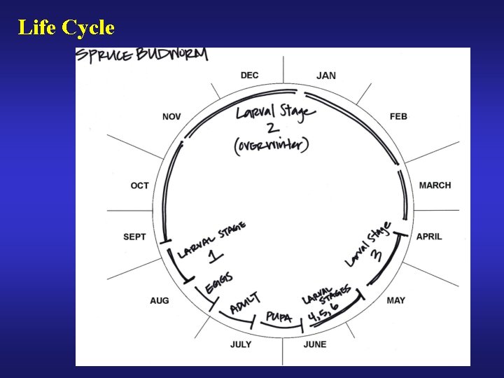 Life Cycle 