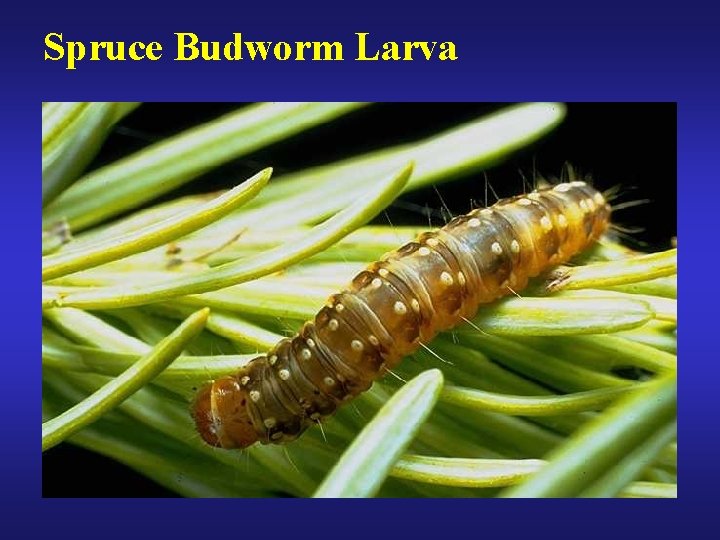 Spruce Budworm Larva 