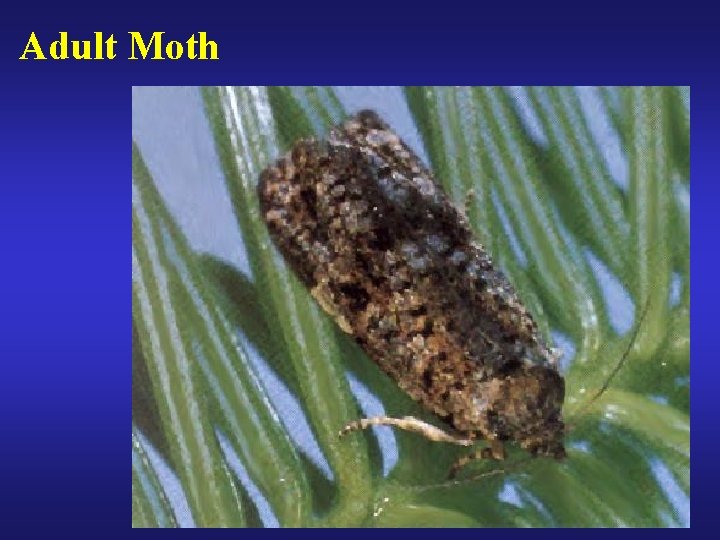 Adult Moth 